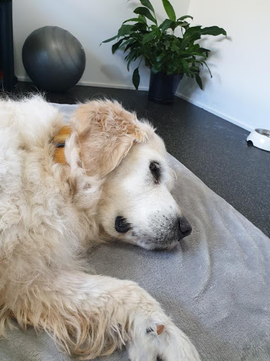 Holistic Animal Physiotherapy - Thumbnail