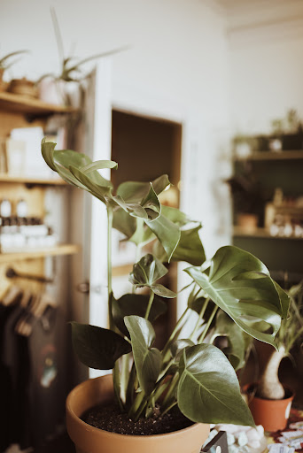 Camas Plant & Gift - Thumbnail
