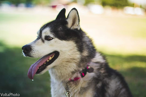 Bell Ridge Animal Hospital & Grooming - Thumbnail