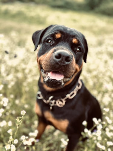 Rottweiler von der Gefährten Schmiede photo