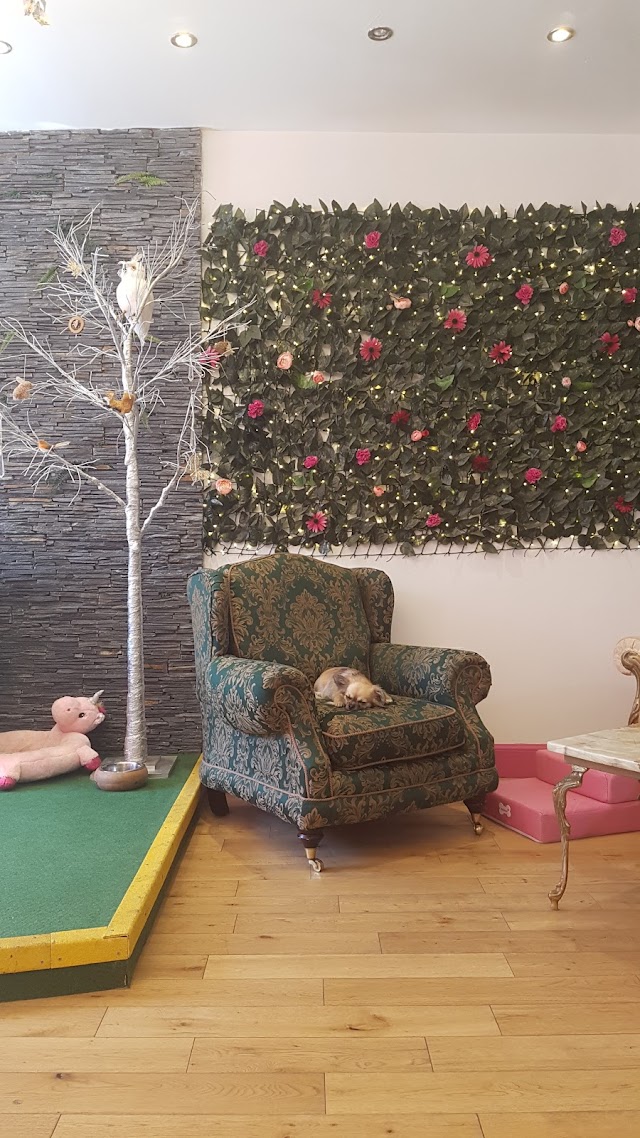 Edinburgh Chihuahua Cafe