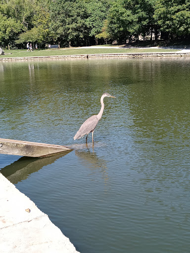 Lincoln Park Pond - Thumbnail