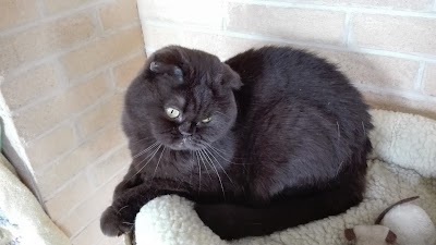 veterinary-care