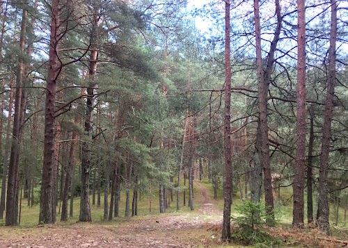 Miško poilsiavietė „Apuokynė”