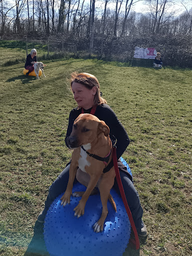 Cd Dog - Thumbnail
