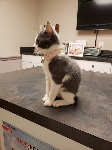 Best Friends Animal Hospital DVM - Thumbnail