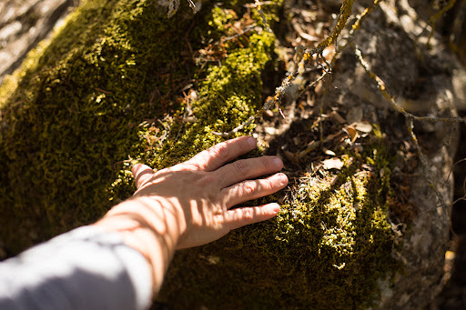 Naturacea