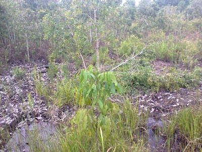 Photos of PONDOK DAMIS KDR