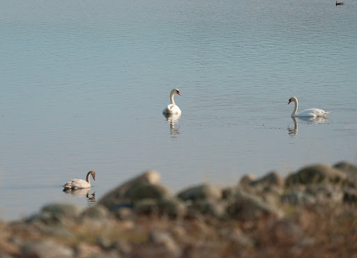 Bass Lake Regional Park - Thumbnail