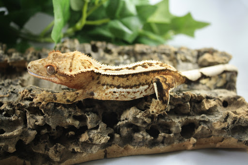 Electro Geckos - Visual