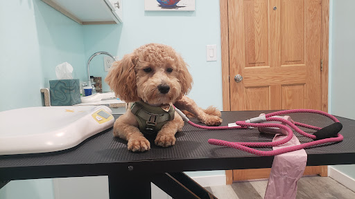 Spring Valley Animal Med Hospital - Thumbnail