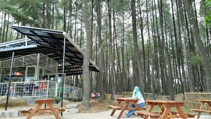 Hutan Pinus Sentul, Author: Mawaddati Rahmi