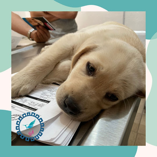 Kanan Yaj Consultorio Veterinario