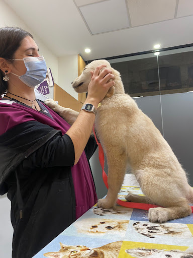 Clínica Veterinaria Vet Family Benetusser