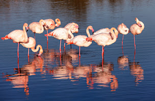 Photo n°3 de Elora Tours Provence à Avignon (Agence de visites touristiques)