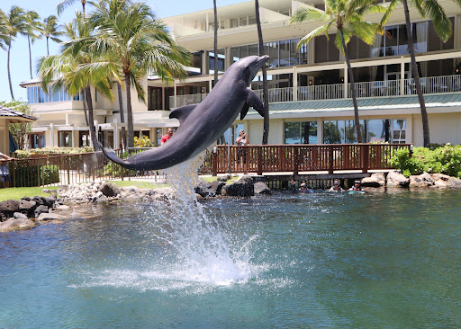 Dolphin Quest - Visual