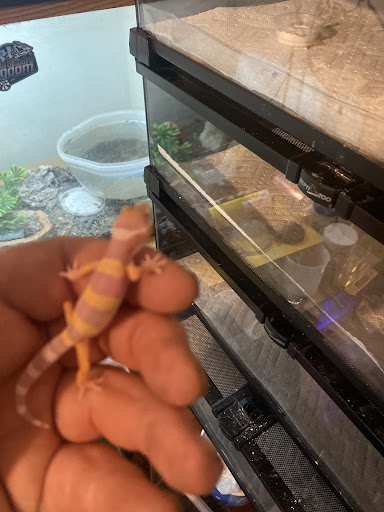 Firestartergeckos - Visual