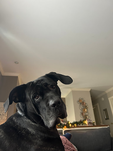 K9 Essentials - Visual