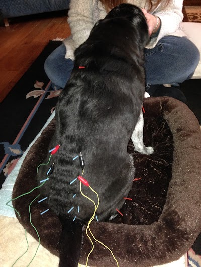 Home Pet Acupuncture of Gresham, Portland, Vancouver