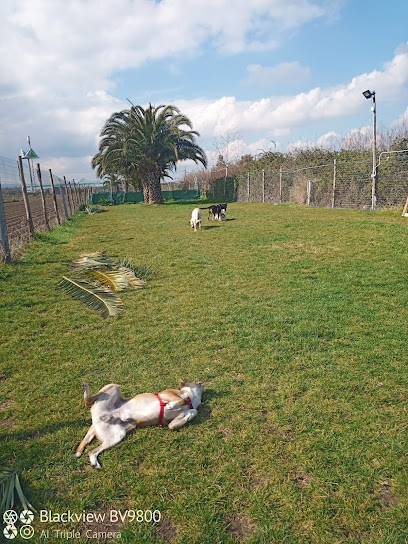 Asilo per Cani - Centro Cinofilo - bauuffa
