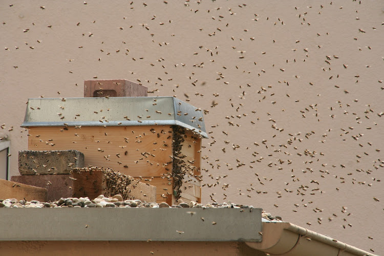 Imkerei Eichenhonig photo