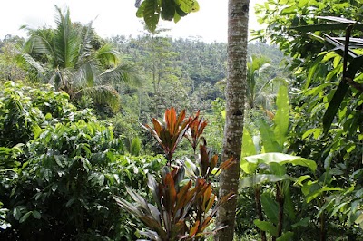 Photos of Teras Agro Wisata Nongan Bali