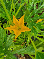 Ustaria les jardins à Bonifacio