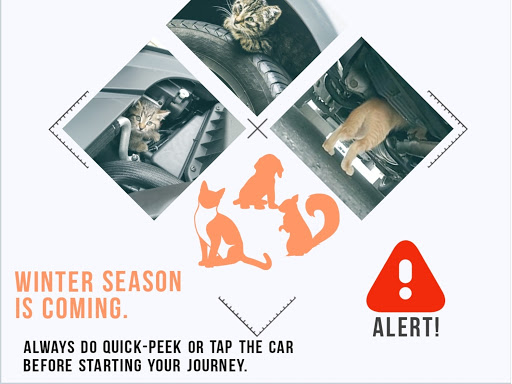 Cold season is starting and animals seek shelter under the cars. Do not forget to give the few ta…