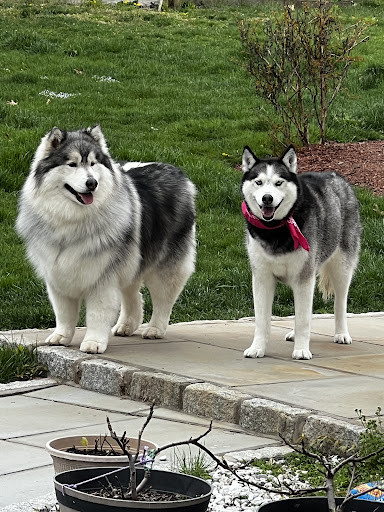 Aussie Pet Mobile of Central & Northern Westchester - Thumbnail