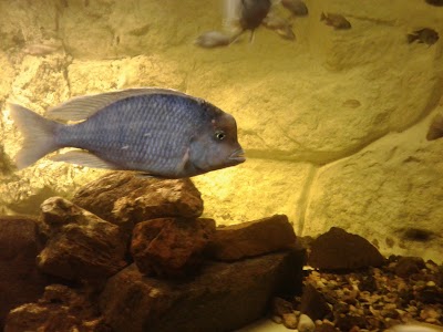 Photos of Acuario