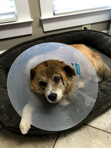 Companion Animal Veterinary Services, Inc. - Thumbnail