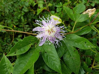 Buckhorn Wildlife Management Area