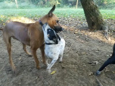 Photos of K9 Safari dog walking and pet sitting