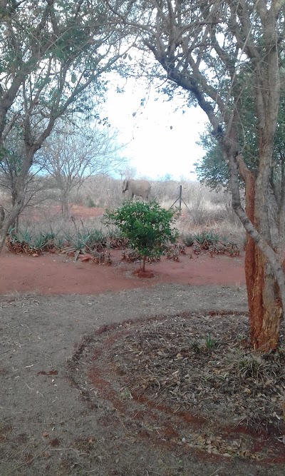 Photos of Molori Safari Lodge