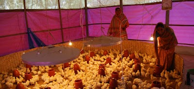 Photos of Vai Bon Poultry Farm (ভাই বোন পোল্ট্রি ফার্ম)
