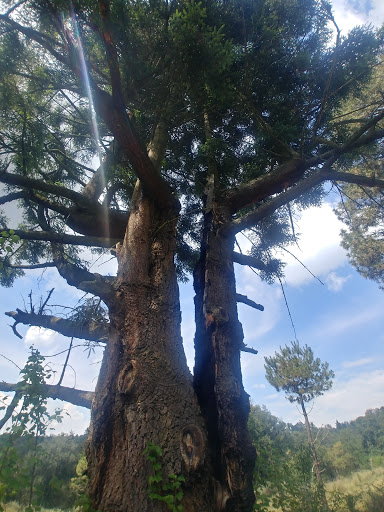 Bosque Cercano Al Nevado De Toluca - Thumbnail