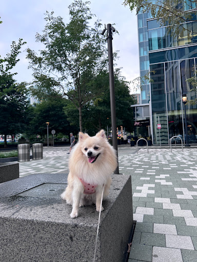 Pet Cute - Visual