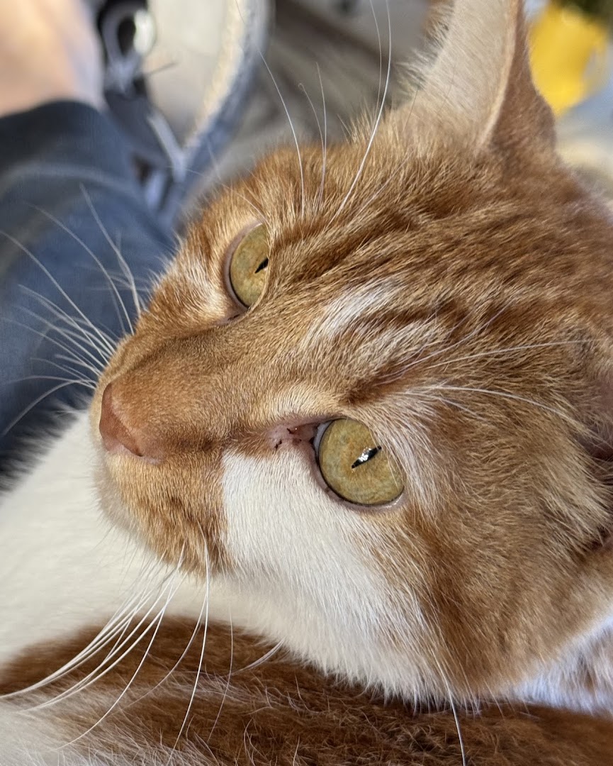 Furbabies RVA LLC