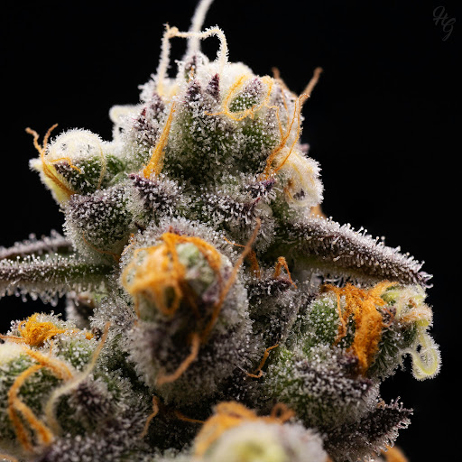 Higher Grade - Visual