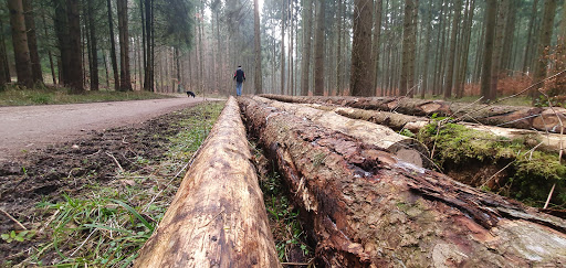 Derchinger Wald - Visual