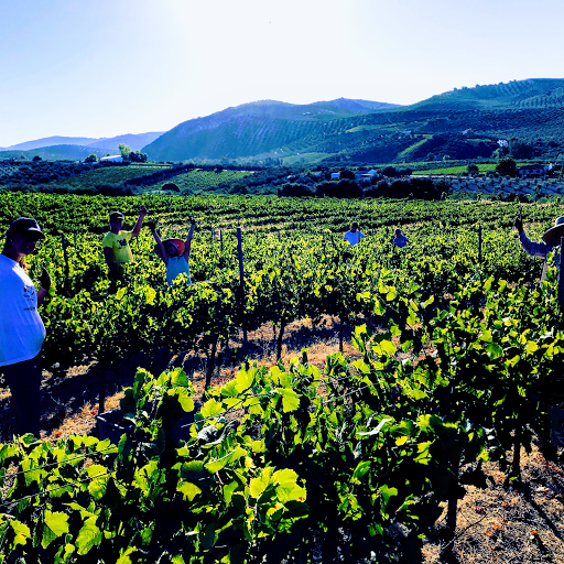 Marenas Viñedo y Bodega / Vinos Naturales