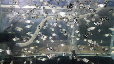 Photos of Batara Indo Aquatic