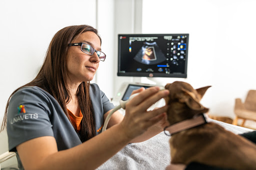 Vet Corner