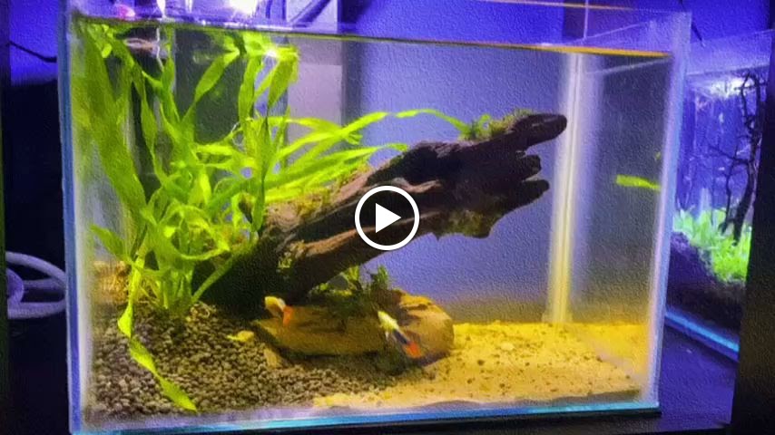 Green Thumb Ornamental Fish Trading LLC - صورة 3