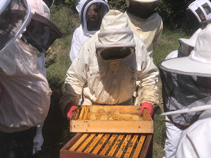 Photo n°8 de Rucher école les Champs d'Apibio à Rousson (Association d'écologistes)