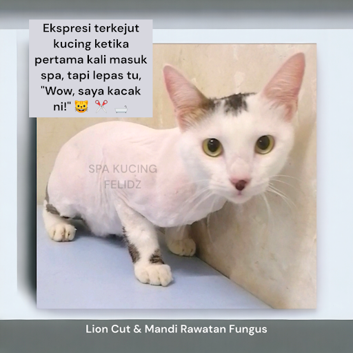 SPA KUCING FELIDZ