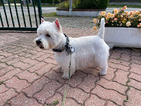 Nos pattes de velours à Groffliers