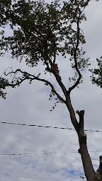 Photo n°2 de yoann élagage à Sainte-Foy-de-Peyrolières (Service d'élagage)