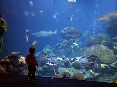 Tennessee Aquarium