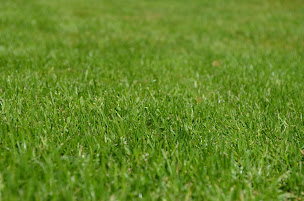 Photo n°10 de M.Dhont Jardinier à Bueil (Service d'élagage)